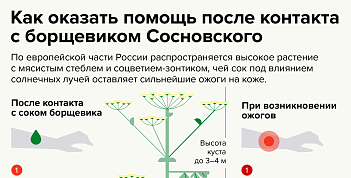 Как оказать помощь после контакта с борщевиком Сосновского