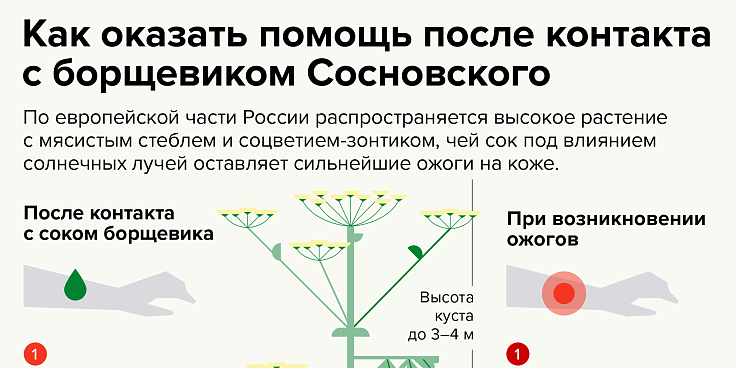 Как оказать помощь после контакта с борщевиком Сосновского